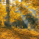 Pexels autumn leaves 531857 - De Zoektocht